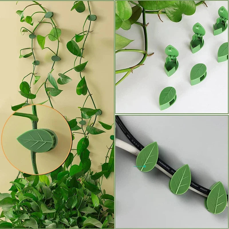 Plant Climbing Wall